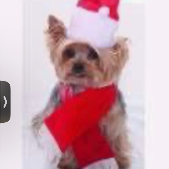 Holiday mrs Claus for cat or dog xxsmall bling collar and hat Christmas - Picture 2 of 7